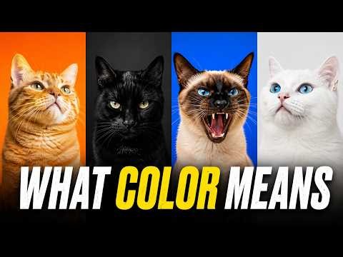 Your Cat’s Coat Color Reveals Their Personality | Cat Science