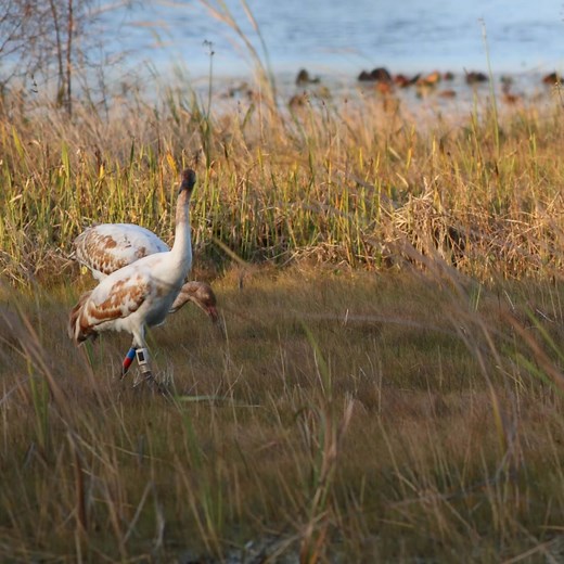 🎉 Exciting news! The four juvenile whooping cranes we welcomed earlier this month have officially been released into the wild. Watch the incredible moments as they spread their wings and embrace their newfound freedom. More information about the program here 👉 https://buff.ly/3VnflgP #WhoopingCranes #WildlifeConservation #LouisianaOutdoors | Louisiana Department of Wildlife and Fisheries