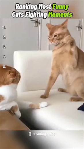 Cyrex on Instagram: "Ranking the most funny cat fights 😺"