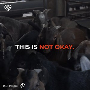Every year, it's estimated that 80 billion animals are slaughtered for meat globally. Over 90% of all farmed animals—99% in the US—are born and raised on cruel factory farms. We need all hands on deck to fight factory farming! Take action at https://thl.link/42LEUZH 🐐 🎬 Kelly Guerin / We Animals Media | The Humane League
