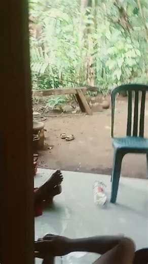 lagu cis cis faja sekali