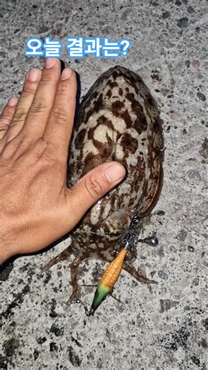 Good size #Namhae #Cuttlefish #RecreationalFishing #RuralVlog #fishing