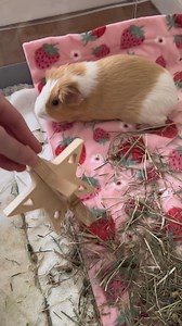 54K views · 960 reactions | 﫧 #reelsinstagram #guineapig #guineapigsofinstagram #cleaning #guineapiglife #cute #cuteanimals | Dindin.inparis | Facebook