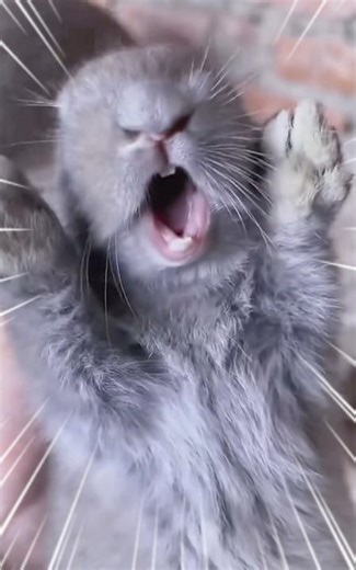 악당토끼 (효과음 AI로 만드는 법 더 보기)