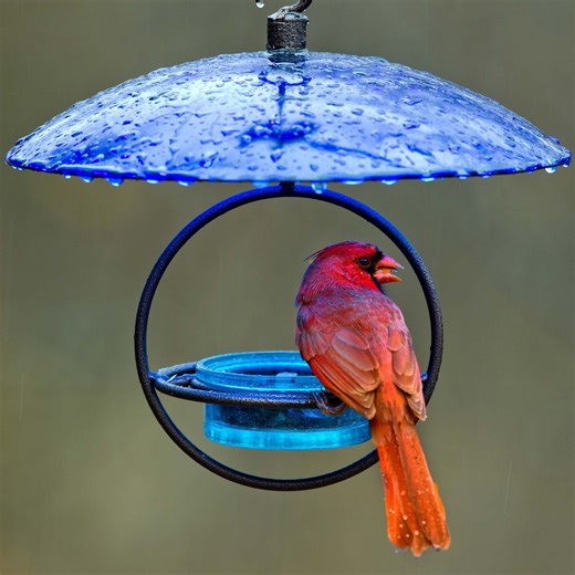 Petite Glass Baffle Dome for Bird Feeders | Garden Decor Glass Dome for Hanging Bird Feeders— Unique Gift for Her and Bird Lovers - Etsy