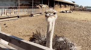 Ostrich On Farm Camel-bird On Ranch Stock Footage Video (100% Royalty-free) 1107580259 | Shutterstock
