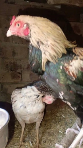 Asil Murga Java #asil #murga #java #qureshibirds770 #qureshi #birds