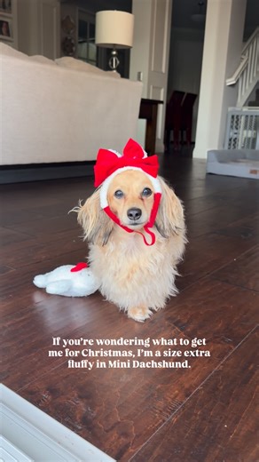 POPPI & Karin Greenblatt on Instagram: "Just putting it out there… #extrafluffy #dachshund #minidachshund #doxieoftheday #minituredachshund #doxiepuppy #creamdachshund #extracute #fluffydog"