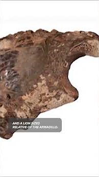Scientists Snorkeling in Texas Cave Uncover Ice Age Fossils
