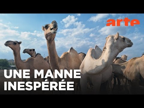 Kenya, le pari du lait de chamelle | 360° Reportage | ARTE Évasion