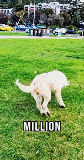 3 Amazing Dog Facts You Didn't Know! #dog