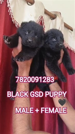 :Black German Shepherd Male & Female Puppy For Sale 🐺🖤