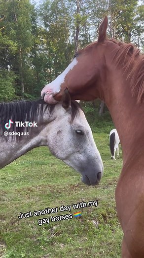 Gay Horses: Animal Friends or Best Friends?