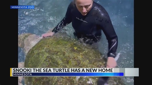 Update: Snooki the sea turtle settles into life at Minnesota Zoo