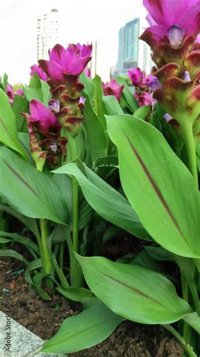 Curcuma alismatifolia, Siam tulip or summer tulip is a tropical plant native to Laos, northern Thailand, and Cambodia
