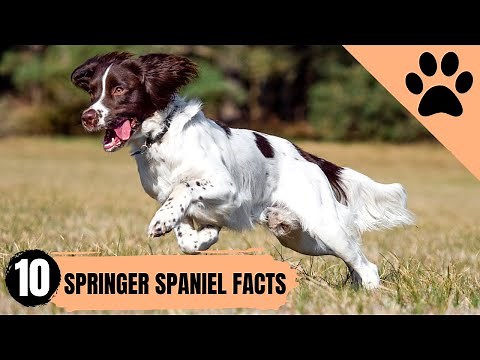 Springer Spaniel - Top 10 Facts