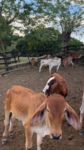 Vivo enamorado !! | El compae Hernán