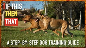 This Dog Training Flowchart Might Be the Key to a Perfect Pup