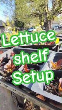 Lunix Lettuce Garden Shelf Setup #Lettuce #Plants #gardendesign #gardeningideas