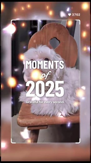 Rückblick 2025: Hunde auf TikTok Highlights