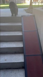 My review and up close of the pet gear dog ramp | Pet Gear