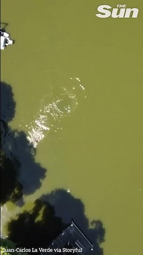 Terrifying moment swimmer attacked head first by alligator #shorts 🐊