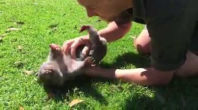 657K views · 13K reactions | Here's hoping your Friday is going as well as hanging out with a baby wombat. Video: The Australian Reptile Park www.7news.com.au #Wombat #7News | 7NEWS Adelaide | Facebook