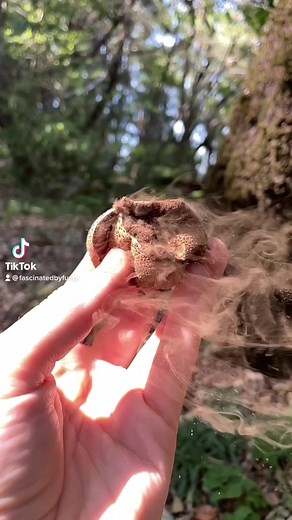 Poofing a dry #Lycoperdon #Puffball. These are gasteroid mushrooms, meaning the spores develop internally. When they are young and all white inside they are edible, but as they mature, the insides turn into a mass of dry dusty spores that are spread by falling drops of rain causing them to jettison out. The spores are not inherently toxic, but you should avoid breathing them in as a large amount inhaled can cause respiratory issues..This post is a tribute to my dear friend Dru. Sadly he is not w