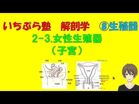【いちぷら塾】解剖学 8生殖器系 2 3女性生殖器（子宮） #あん摩マッサージ指圧師、鍼灸師