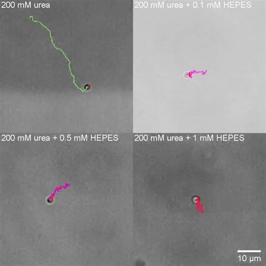 Ionic Species Affect the Self-Propulsion of Urease-Powered Micromotors S7