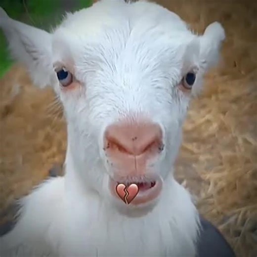 dbxhdpwlcds on TikTok