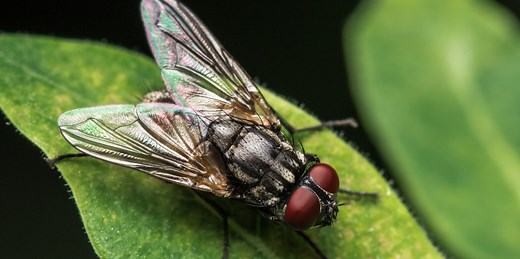 What A Fly Means Spiritually And Why You Keep Seeing Flies
