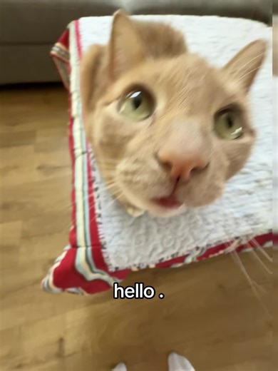 hello #cat #catsoftiktok #queef #fyp #viral | Cat Of TikTok
