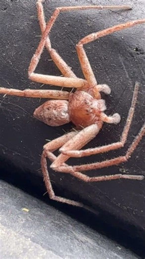 Jumpy little guy 🕷️🕸️