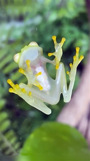 166K views · 2.4K reactions | Glass Frog  The See-Through Body Frog! #glassfrog #glassfrogs #transparentfrog #frog #frogs #froglove | 1 Minute Animals | Facebook