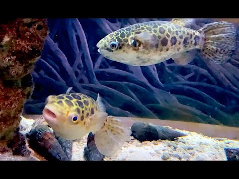 ミドリフグ Green spotted puffer, Spotted green puffer Dichotomyctere nigroviridis