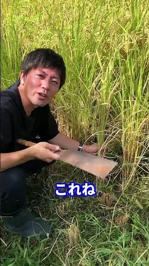 稲刈りは専用の鎌で行いましょう。ギコギコはしません。#shorts