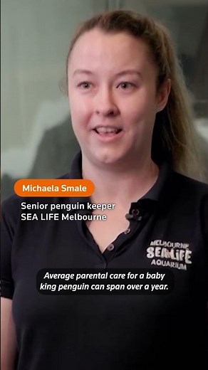 Pesto the 50-pound penguin chick becomes an online sensation | REUTERS