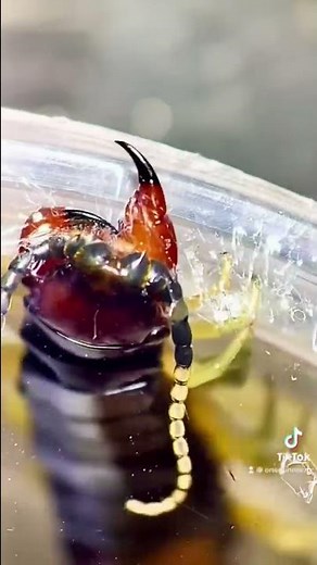 This CENTIPEDE almost attacked me under the microscope!