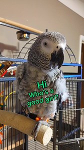 8.5K views · 868 reactions | Bird ASMR With The Charming Cosmo Grey ❤️ | cosmothefunnyparrot | Facebook