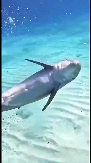 Dolphin assisted births rising - BABIES ARE MORE ADVANCED IF DOLPHINS ASSIST IN THE BIRTH PROCESS