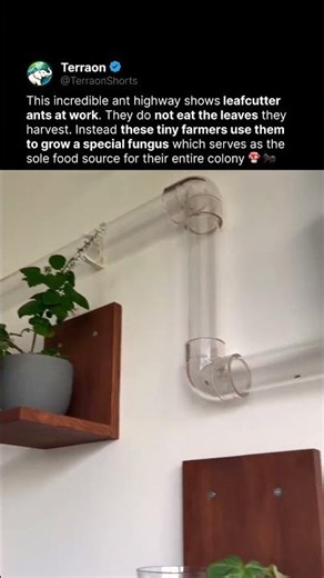 Ants Invented Farming First 😳