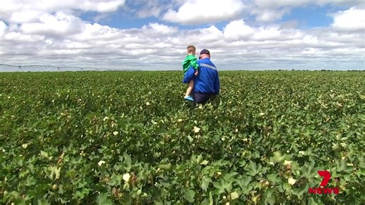 A new report shows Australian cotton growers are under pressure as global oversupply drives down prices. Industry leaders and farmers say working together, and winning over consumers is crucial to the crop's future. | 7NEWS Cairns