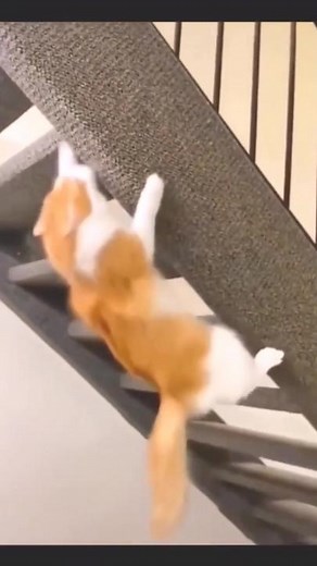 Kucing Ninja Maling Ikan Funny Moments