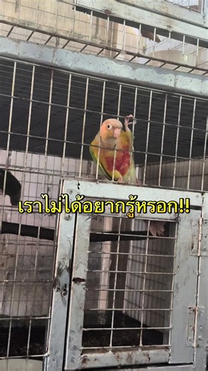 #บ้านนกประจวบ #tiktokshopTH #คนชอบนก #tiktokครีเอเตอร์