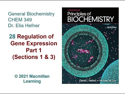 Chapter 28 - Regulation of Gene Expression (Part 1)