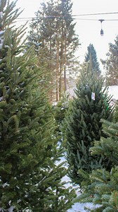 There’s something extra special about picking out your Christmas tree...