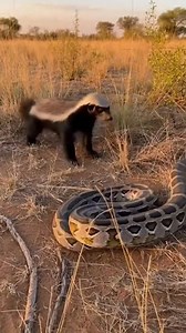 “Honey Badger vs Giant Snake: Wild Standoff!” | From Forest