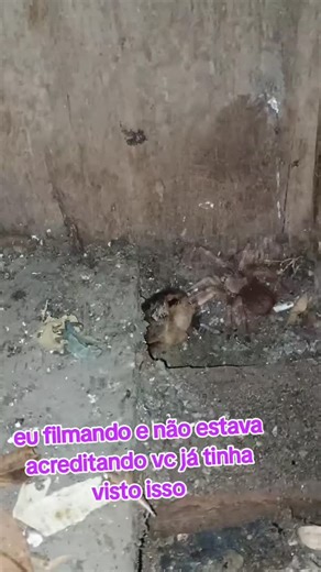 1.4K views · 27 reactions | Ate aranha pegando pintinho....Kkkk Negocio ta feio pra criação da moça | Criatorio GALOS Combat | Facebook