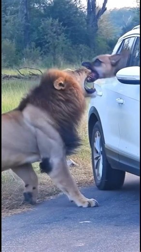 “Lion vs Dog | The Most Unexpected Battle”😱 #lion #foryou #viral #animals #dog #Wildlife #shorts